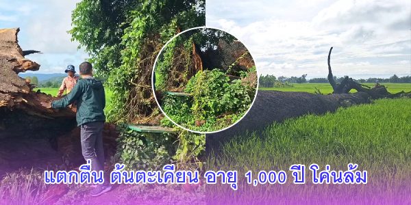 แตกตื่น ต้นตะเคียน อายุ 1,000 ปี โค่นล้ม