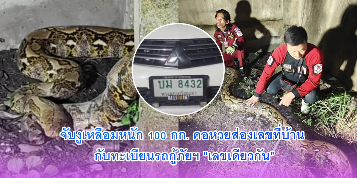 จับงูเหลือมหนัก 100 กก