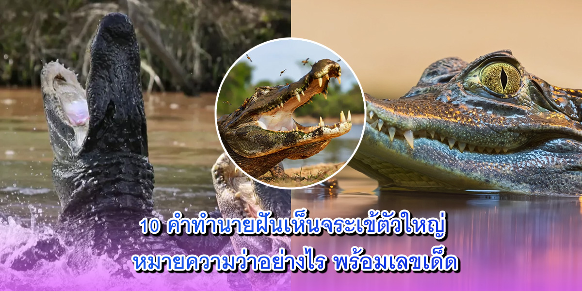 ฝันเห็นจระเข้ ฝันเห็นจระเข้
