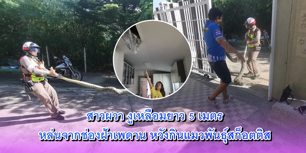งูเหลือมยาว 5 เมตร