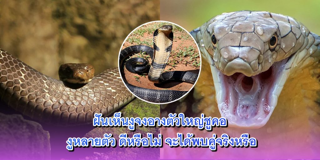ฝันเห็นงู