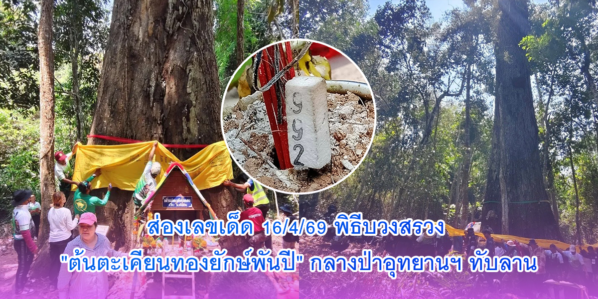 ต้นตะเคียนทองยักษ์พันปี